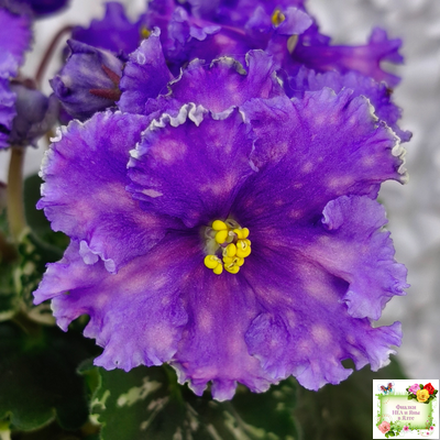 Nik-Звезды над Фиджи (Н. Булко) 2024 г.