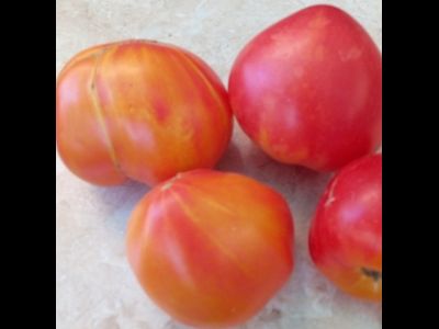 Томат Золотые горы Медео