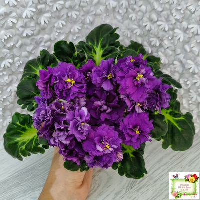 ЛФ-Лилия (Л. Федосеева) 2019 г.