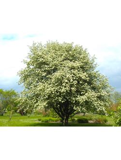 Рябина промежуточная