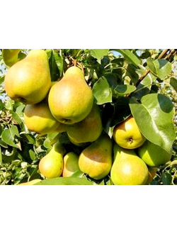 Груша Лада (летн.)