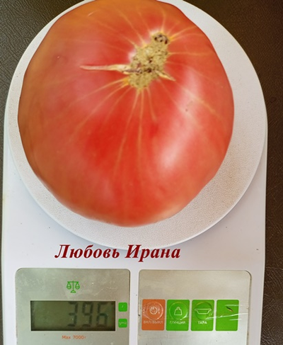 Томат Любовь Ирана