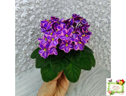 СГ-Каспер (И.Киселёва/С.Голубцова) химера