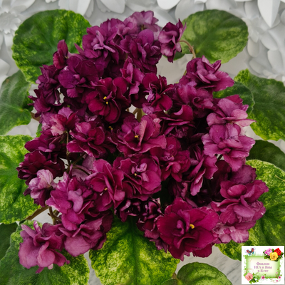 СВ-Город Солнечногорск (О.Емельянова) 2023 г. трейлер