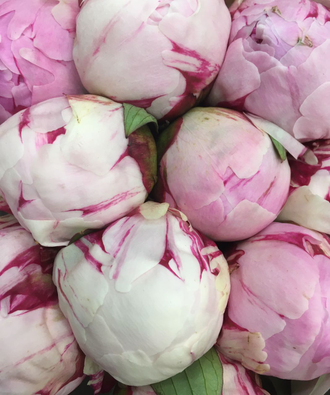Сара Бернар пионы, букет из розовых пионов, пионы розовые, бледно-розовый, 101 пион