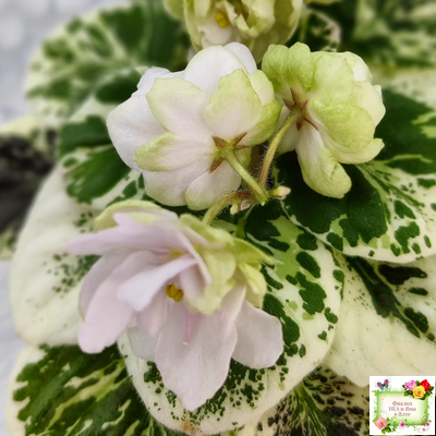 ЛЕ-Элли (Е. Лебецкая)