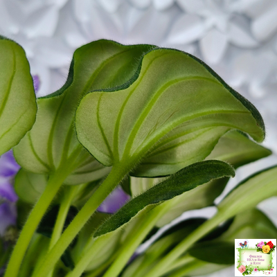 LV-Цветы для Любимого (Л. Шевелева) 2025 г. трейлер (клакамасный лонг)