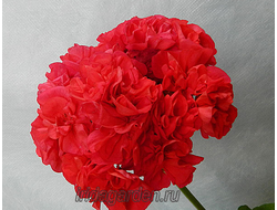 Пеларгония Kenny’s Double