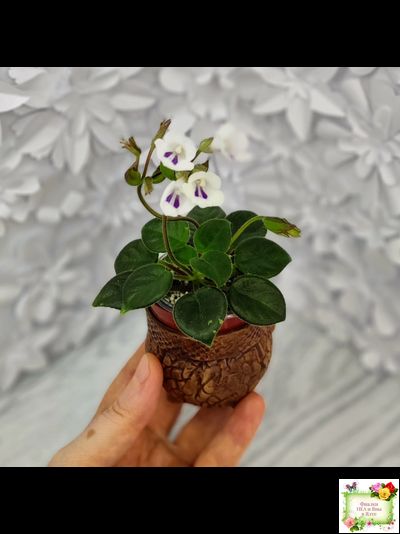 Deinostigma tamiana (Primulina tamiana (примулина тамиана))