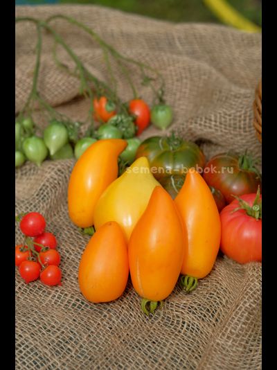 Томат Orange Walk (Оранжевая Прогулка), 10 шт