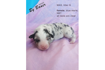Девочка с РОЗОВЫМ ошейничком, окрас голубой мерль, НБТ, возраст 3 дня
