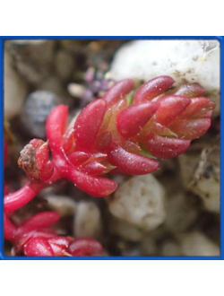 Crassula tillaea