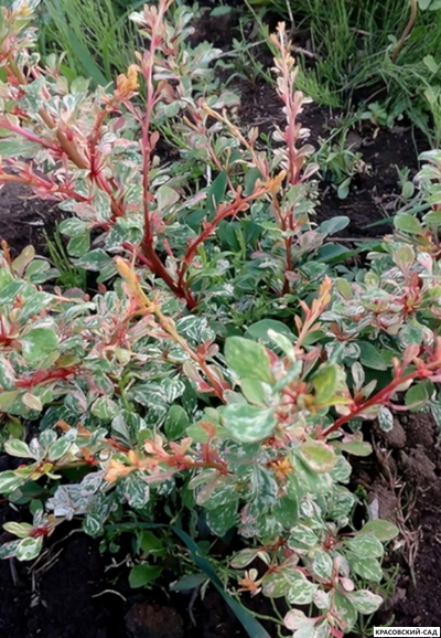 Барбарис Тунберга Natasza - фото в ландшафте - красовский-сад.рф