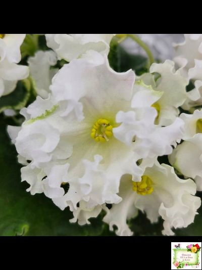 Dn-Macabeo (Д. Денисенко) 2019 г. (укоренённый лист)