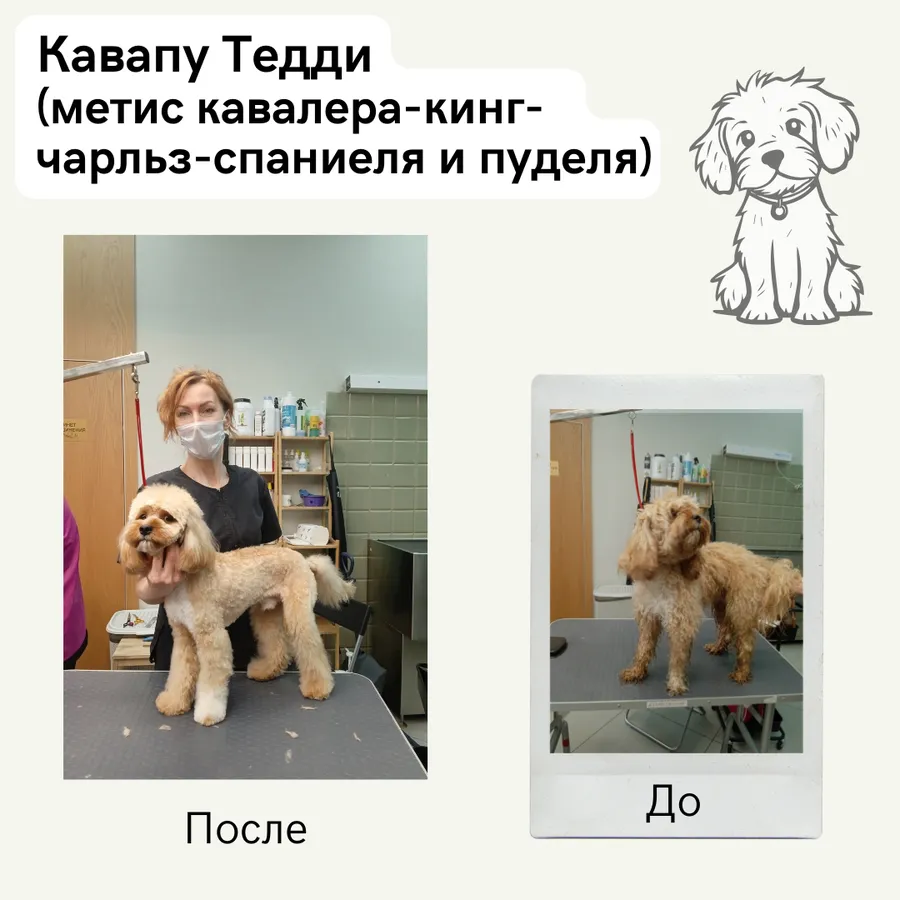 Кавапу (метис кавалер-кинг-чарльз-спаниеля и пуделя) ТЕДДИ