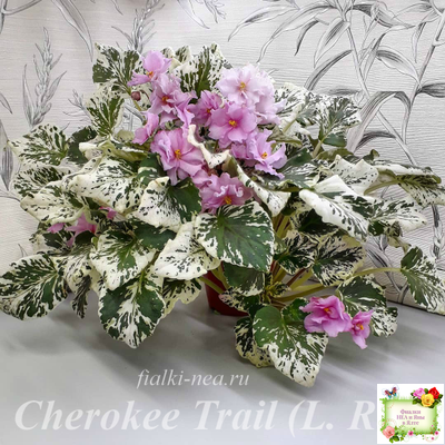 Cherokee Trail (L. Ray) трейлер (пасынок сорт посажен 06.10.25)