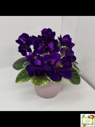 Mac's Smoldering Sapphire (G.McDonald)