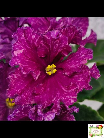 АВ-Тайны Востока (Фиалковод) 2022 г. (детка)