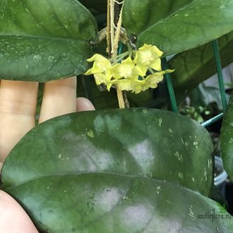 Hoya sp. SR 2011-029 aff. forbesii from Malaysia