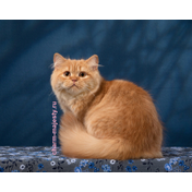 фото длинношерстный британец котенок красный окрас купить питомник шарм мэджести available