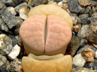 Lithops karasmontana (syn.mickbergensis) C169 'opalina'  - 10 семян