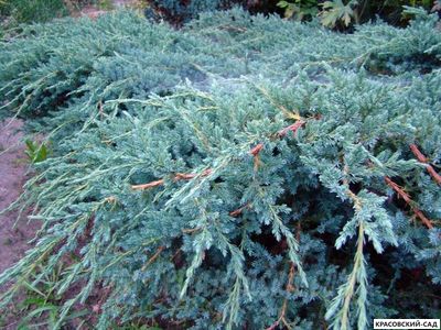 Можжевельник Блю Спайдер - Blue Spider