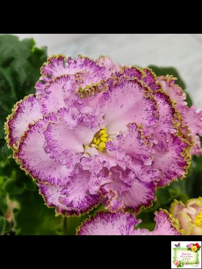 ЛЕ-Медуница (Е. Лебецкая) 2020 г. (сортовая омоложенная розетка)