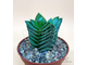 Crassula Buddha's Temple