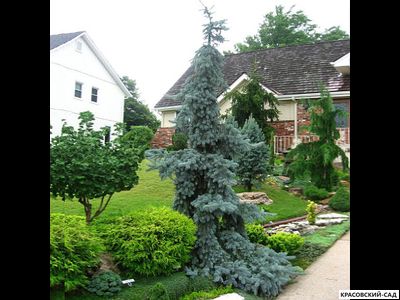 Ель Глаука Пендула - Glauca Pendula