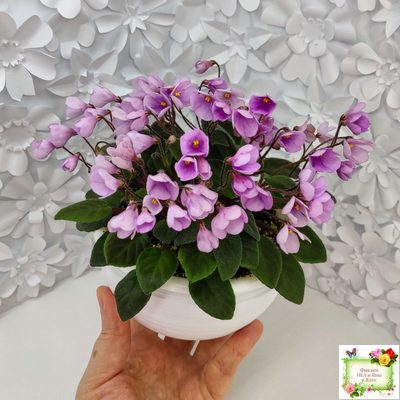 Flashy Trail (H.Pittman) TX Hyb трейлер