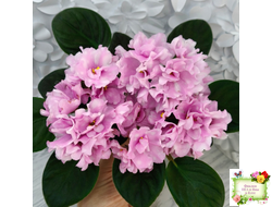 Hunter's Vertigo (K. Muzalewski) (лист укоренённый)