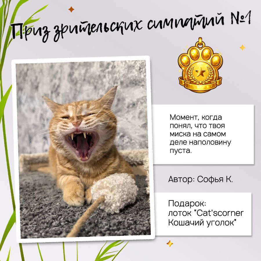 Приз зрительских симпатий в конкурсе "Cat'scorner Кошачий уголок" на самое смешное фото котика