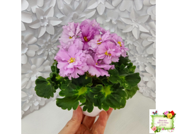 АВ-Поющие Пески (Фиалковод) 2021 г. (гёрл-листья с кроновой пестролистностью)