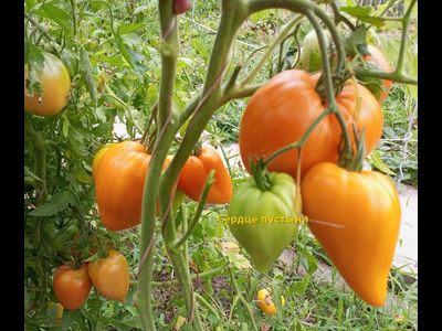 Томат Сердце пустыни