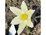 Pulsatilla flavescens