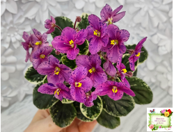 Mac's Coral Clackamas (G.McDonald) (стартер)