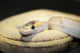 Королевский питон, Python regius, Ball Python
