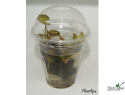 Нимфея Марлиаса Хромателла