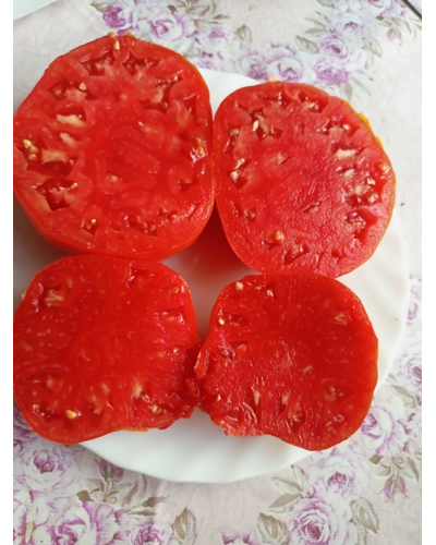 Томат Червен Градински (Cherven Gradinski, Болгария)