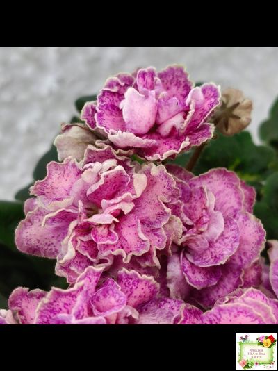 АВ-Шиповник (Фиалковод) 2021 г. (лист посажен 26.01.26)