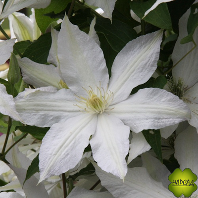Клематис "Roko-Kolla" (Роко-Колла) (саженец 3 года)