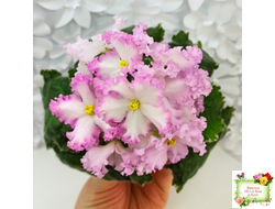 Nik-Обыкновенная Богиня (Н. Булко) 2023 г.