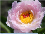 Paeonia Zu-Zu