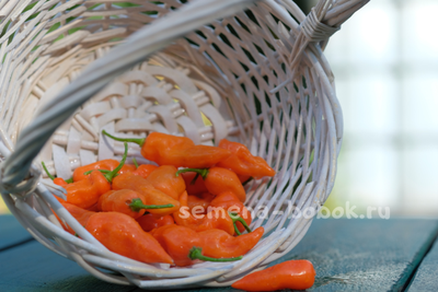 Перец сладкий Habanero Habanada  (Хабанеро Хабанада), 10 шт