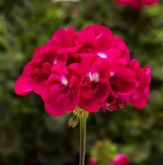 Пеларгония Pelargonium interspecific Puro Hote Rose