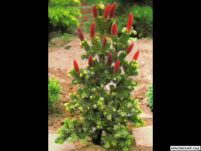 Ель колючая Лаки Страйк - фото хвои и шишек - красовский-сад.рф