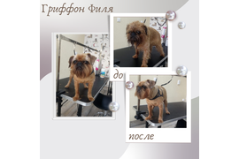 Гриффон ФИЛЯ