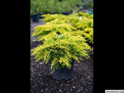 Можжевельник Голдкиссен с доставкой в Москве в питомнике красовский-сад.рф