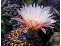 Eriosyce ceratistes - 10 семян