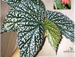 Бегония Comte de Lesseps